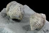 Pair Of Fossil Brachiopods (Platystrophia) - Indiana #95957-5